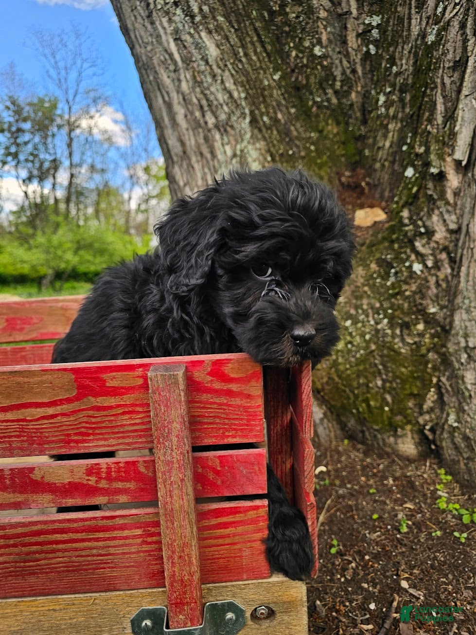 Portuguese Water Dog dogs Stella B. 💚 - Ad 2