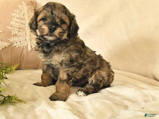 Havapoo dogs Emily - Ad 41