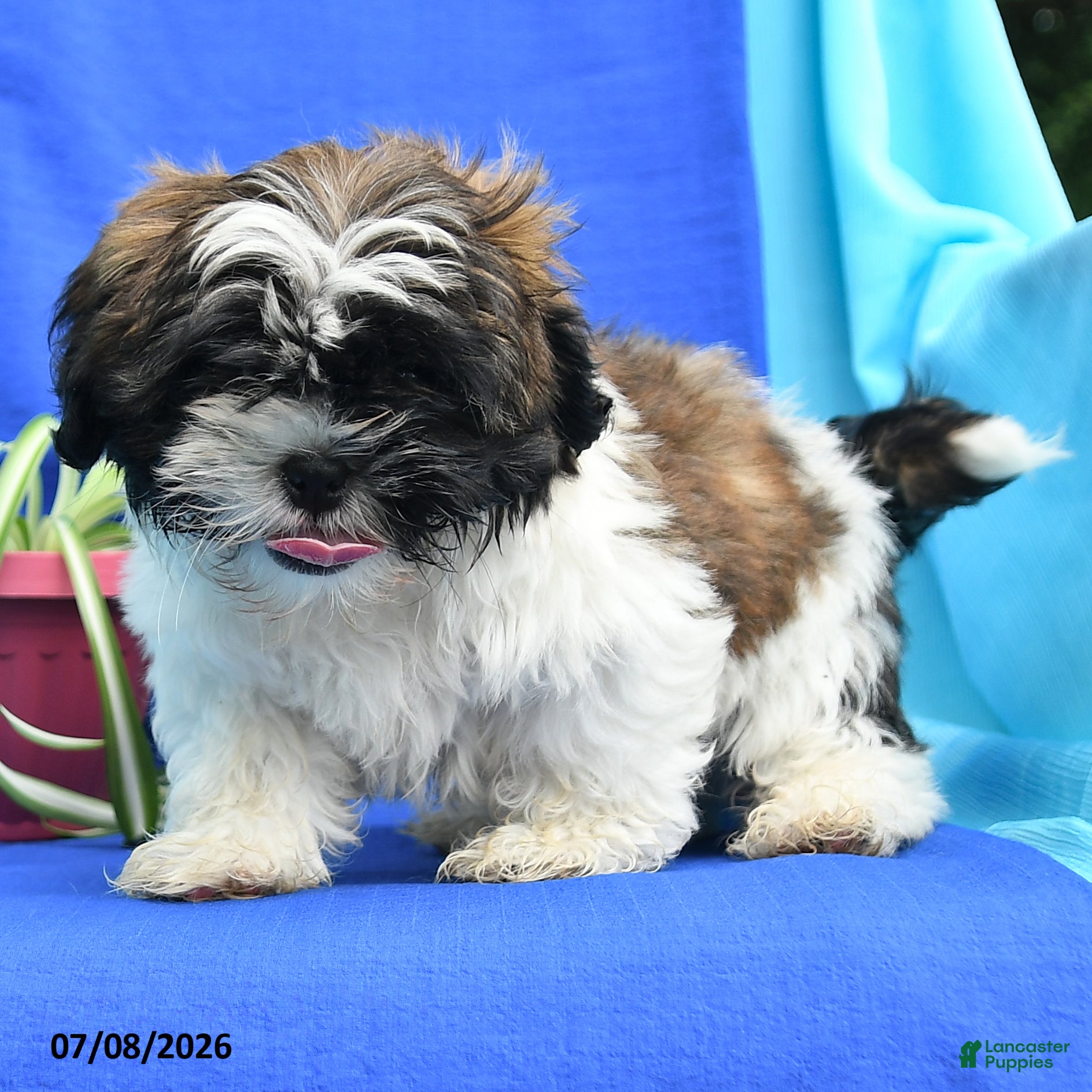 Shih Tzu dogs Cuttie - Ad 2
