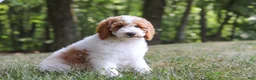 Standard Poodle dogs for sale: Blossom - Ad 10