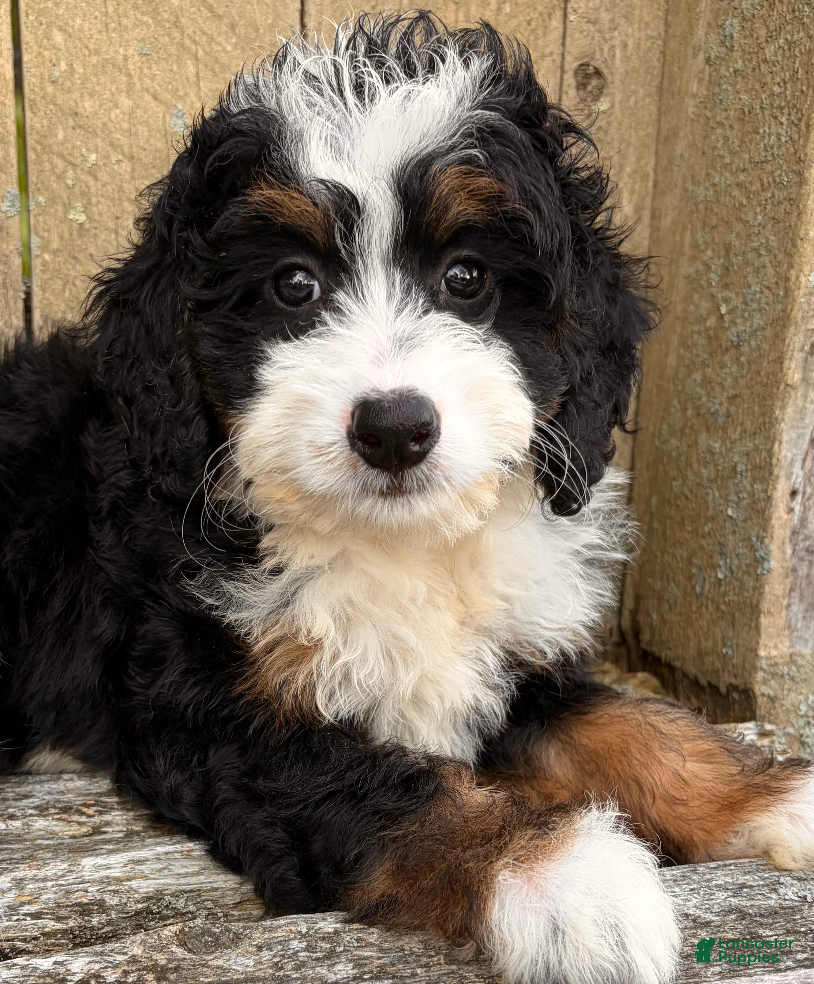 Mini Bernedoodle dogs 🩷IN BOSTON MASSACHUSETTS AREA🩷TRADITIONAL TRI COLOR🩷MINI BERNEDOODLE🩷 - Ad 2
