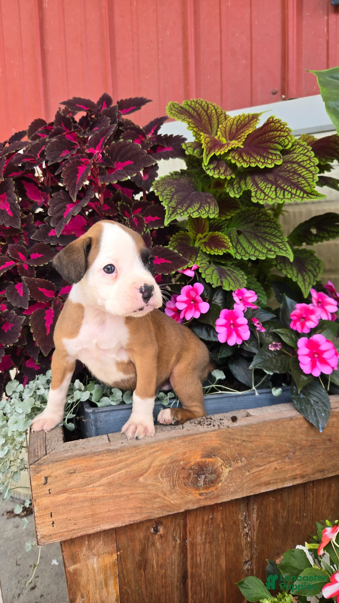 Boxer dogs for sale: Lilly - Ad 6