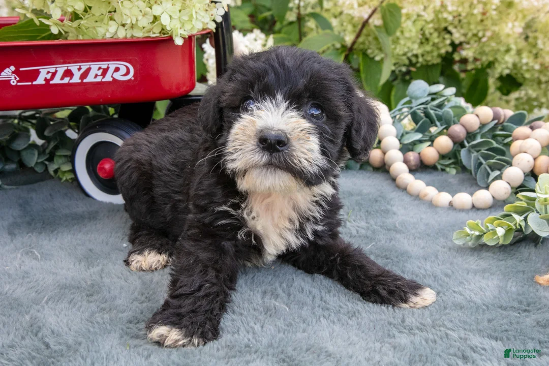 Miniature Schnauzer dogs for sale: Kylo - Ad 2