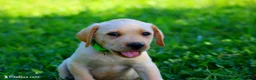 Labrador Retriever dogs for sale: Toby - Ad 1
