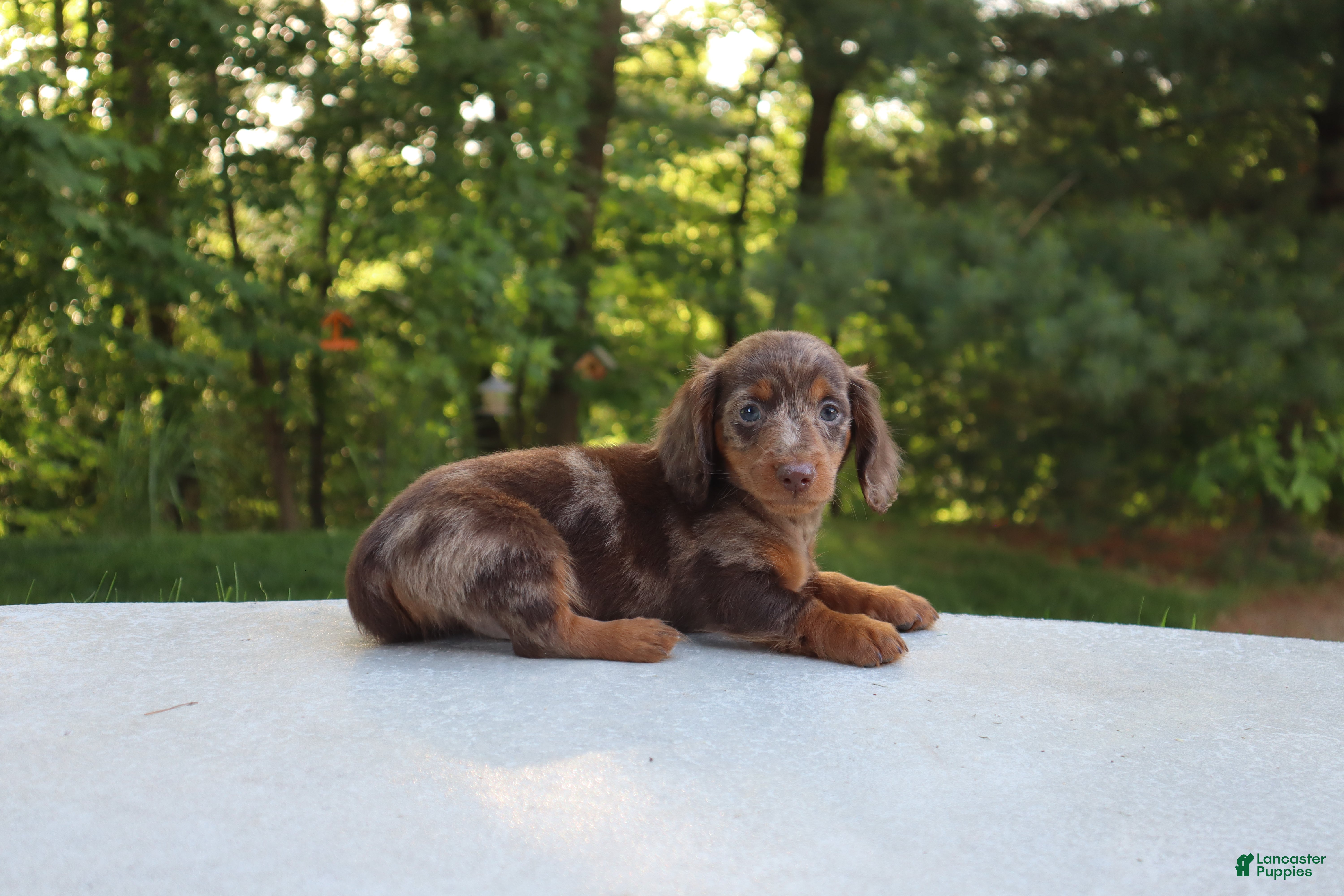 Dachshund dogs Chase - Ad 2