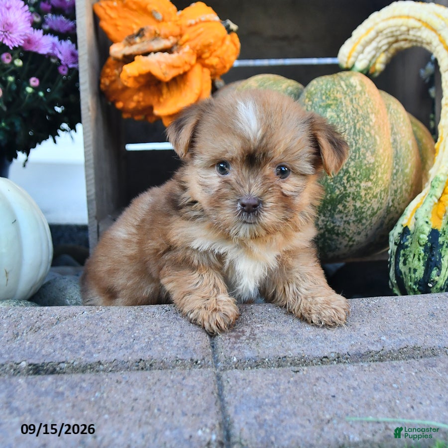 Shorkie dogs Dream  - Ad 1