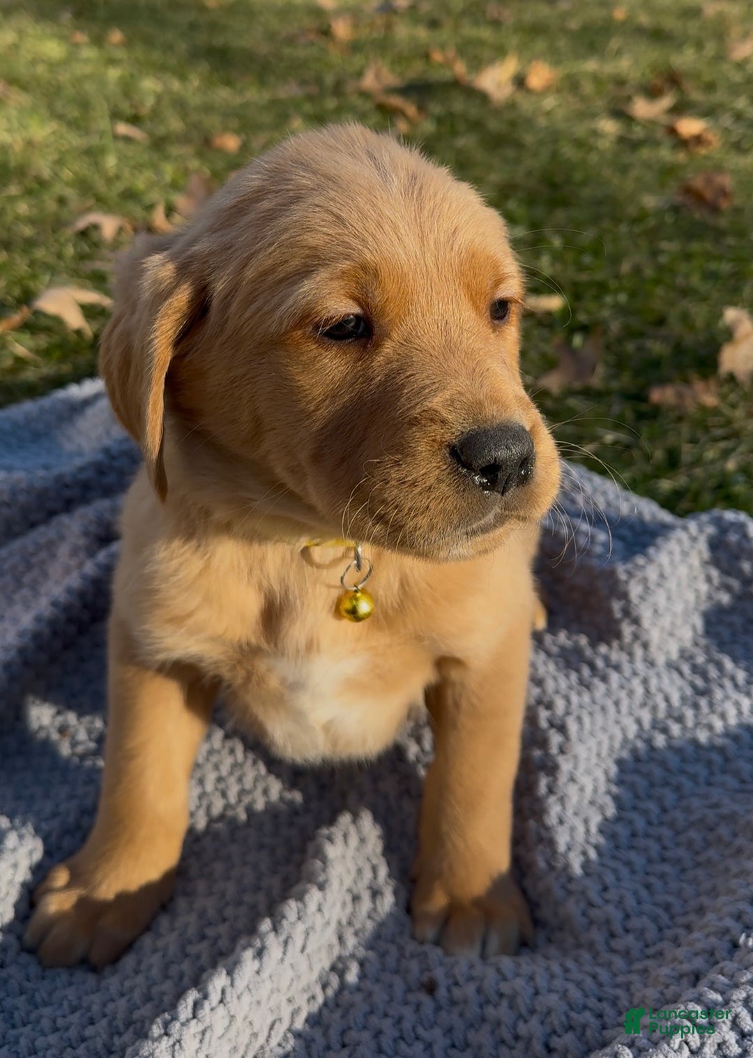 Goldador dogs for sale: Tom - Ad 1