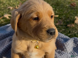 Goldador dogs Tom - Ad 35