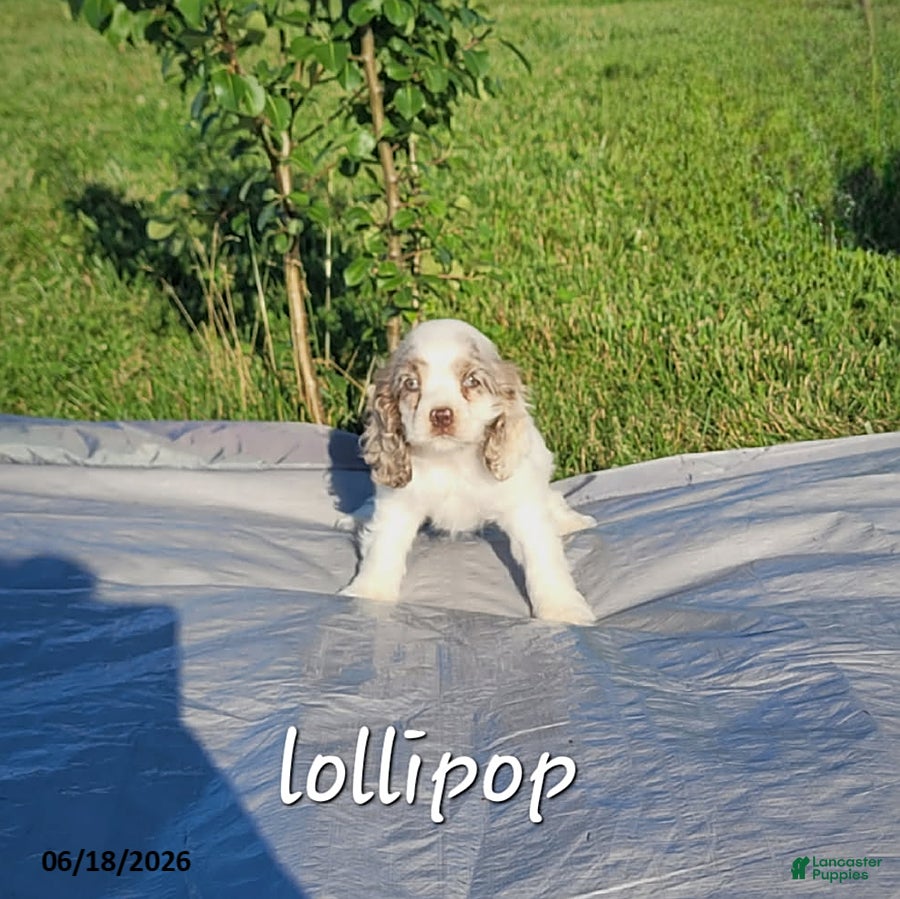 Cocker Spaniel dogs Lollipop - Ad 30
