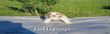 Lollipop