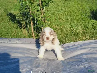 Cocker Spaniel dogs Lollipop - Ad 30