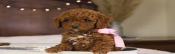 Goldendoodle dogs for sale: Natalie - Ad 5