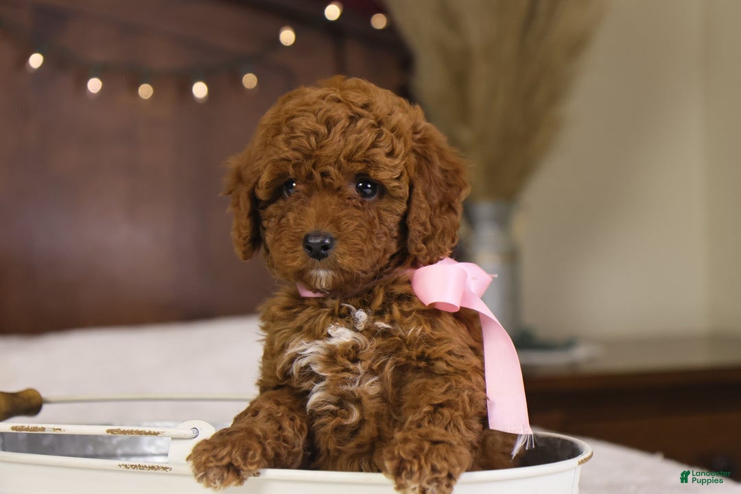 Goldendoodle dogs for sale: Natalie - Ad 5