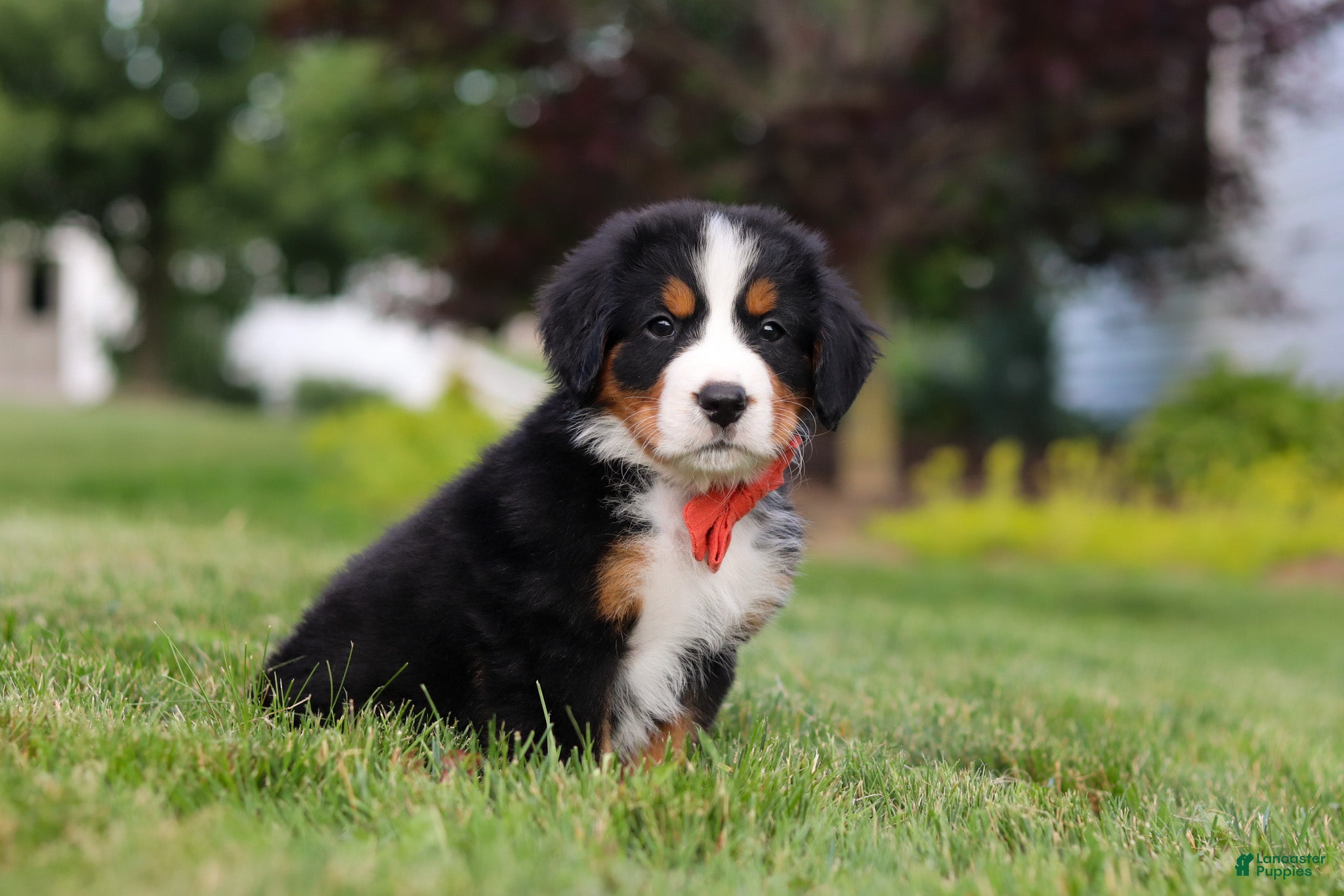 Bernese Mountain Dog dogs Victor - Ad 2