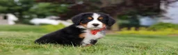 Bernese Mountain Dog dogs for sale: Victor - Ad 2