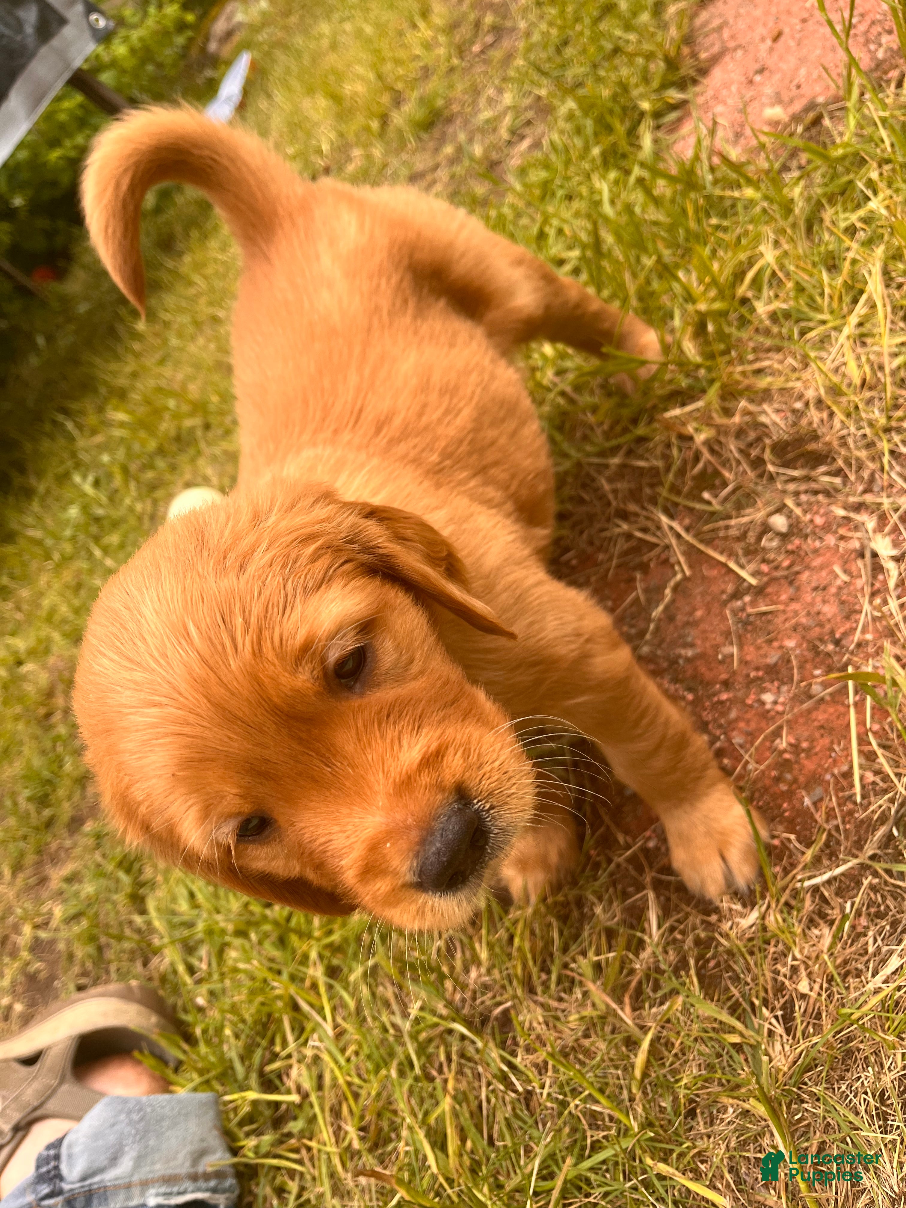 Golden Retriever dogs Golden Retriever 7 - Nori - Ad 2