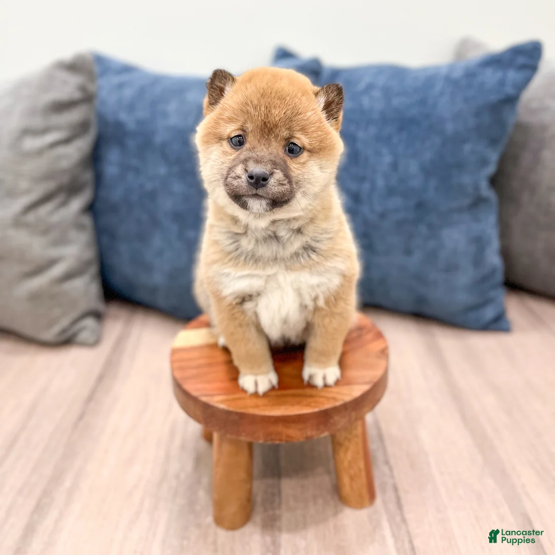 Shiba Inu dogs for sale: Candy - Ad 2