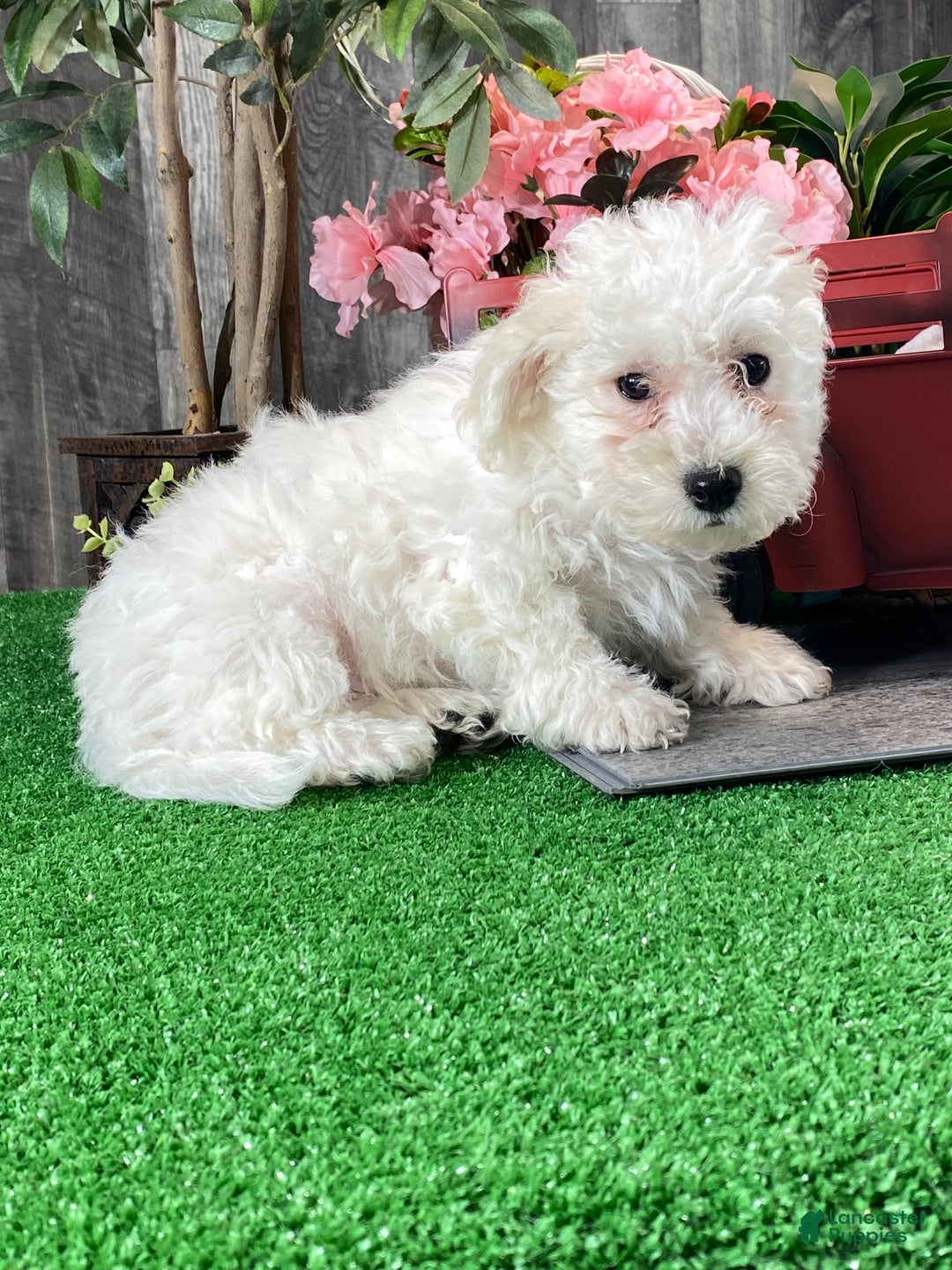 Bichon Frise dogs for sale: Buster - Ad 3