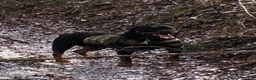 Rottweiler dogs for sale: Rottweiler 1 - Ad 23