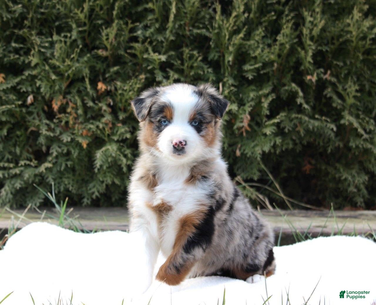 Australian Shepherd dogs Prince - Ad 37