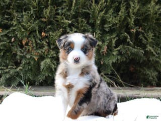 Australian Shepherd dogs Prince - Ad 31