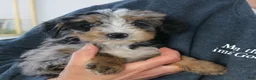 Mini Bernedoodle dogs for sale: Felix - Ad 4