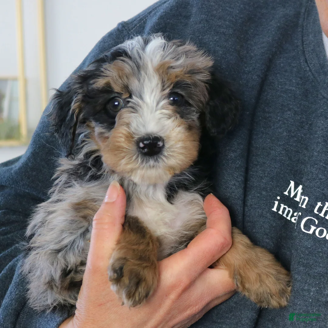 Mini Bernedoodle dogs for sale: Felix - Ad 4