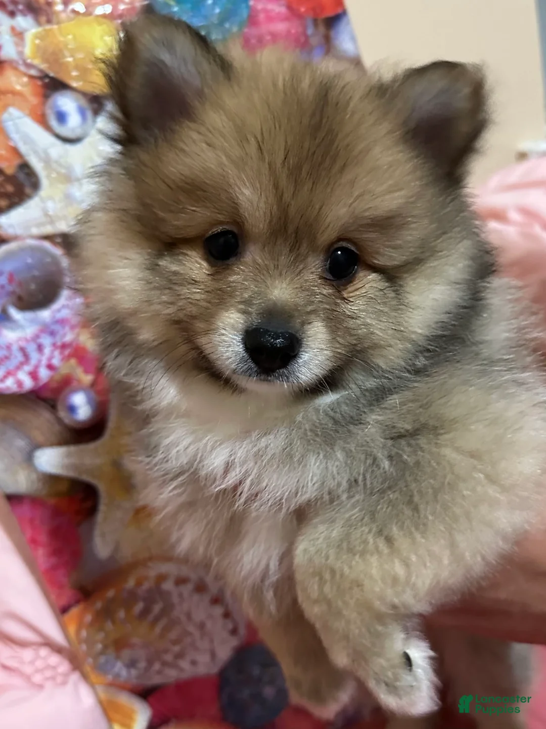 Gallery Image {{count}}