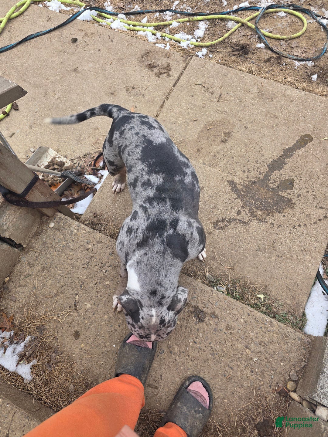 American Bully dogs for sale: American Bully Puppy 1 - Ad 7