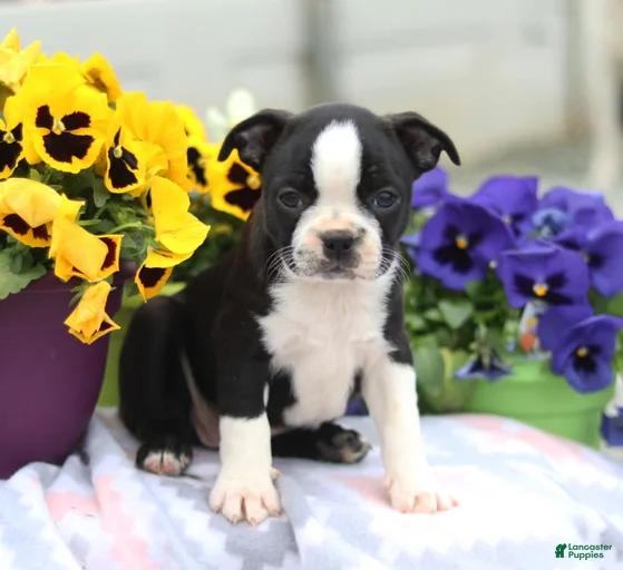 Gallery Image {{count}}