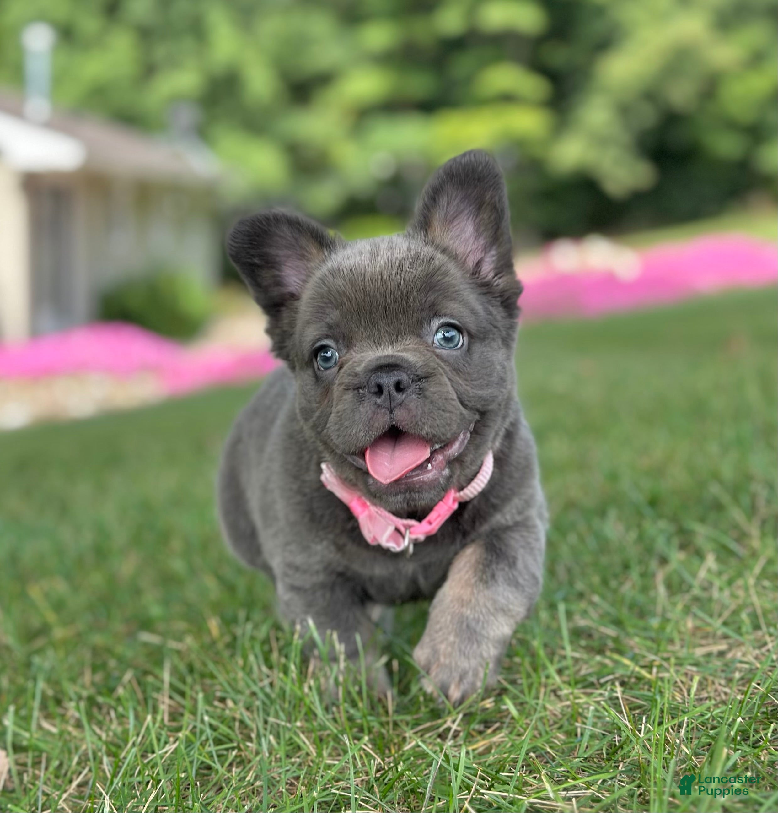 French Bulldog dogs Chai video ad - Ad 2