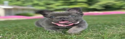 French Bulldog dogs for sale: Chai video ad - Ad 2