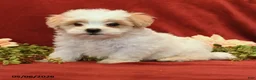 Maltipoo dogs for sale: Baxter - Ad 2