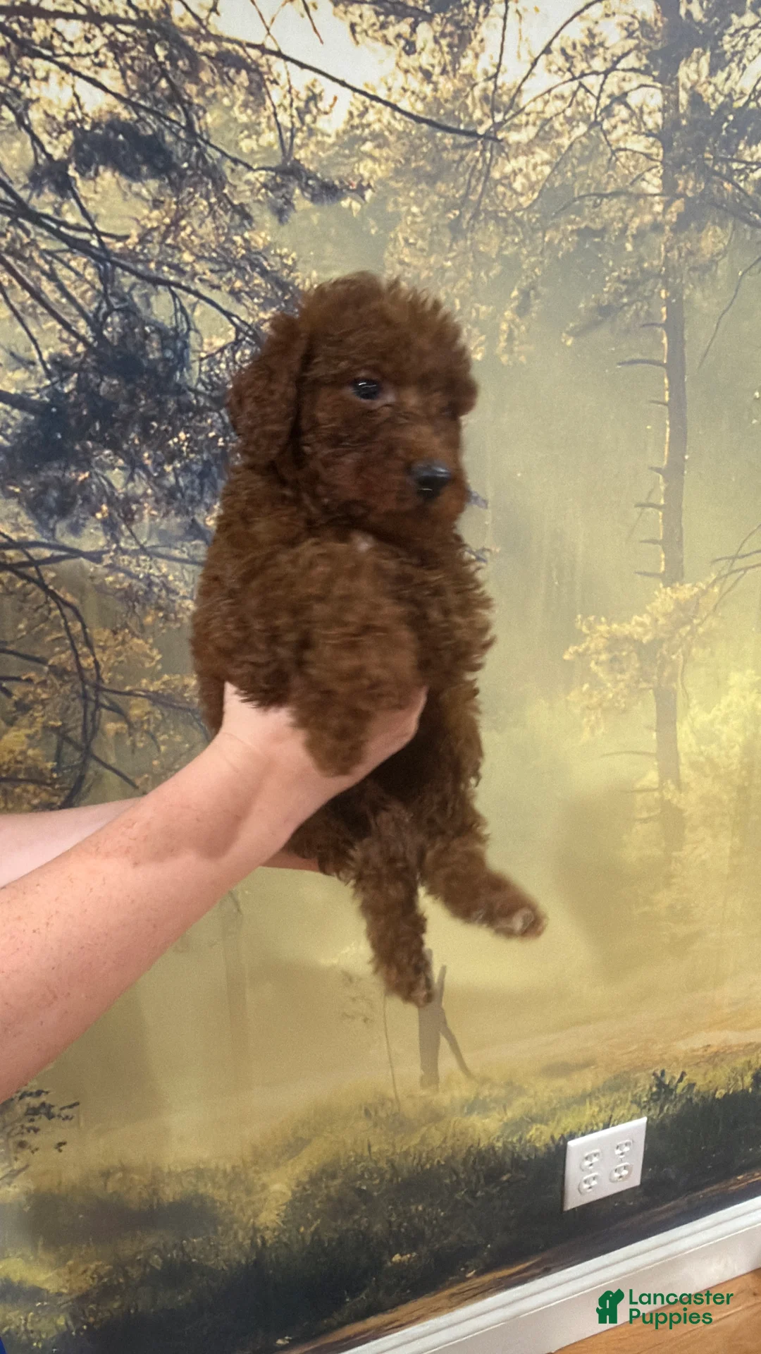 Goldendoodle dogs for sale: 💛 Mr. Yellow - Ad 1