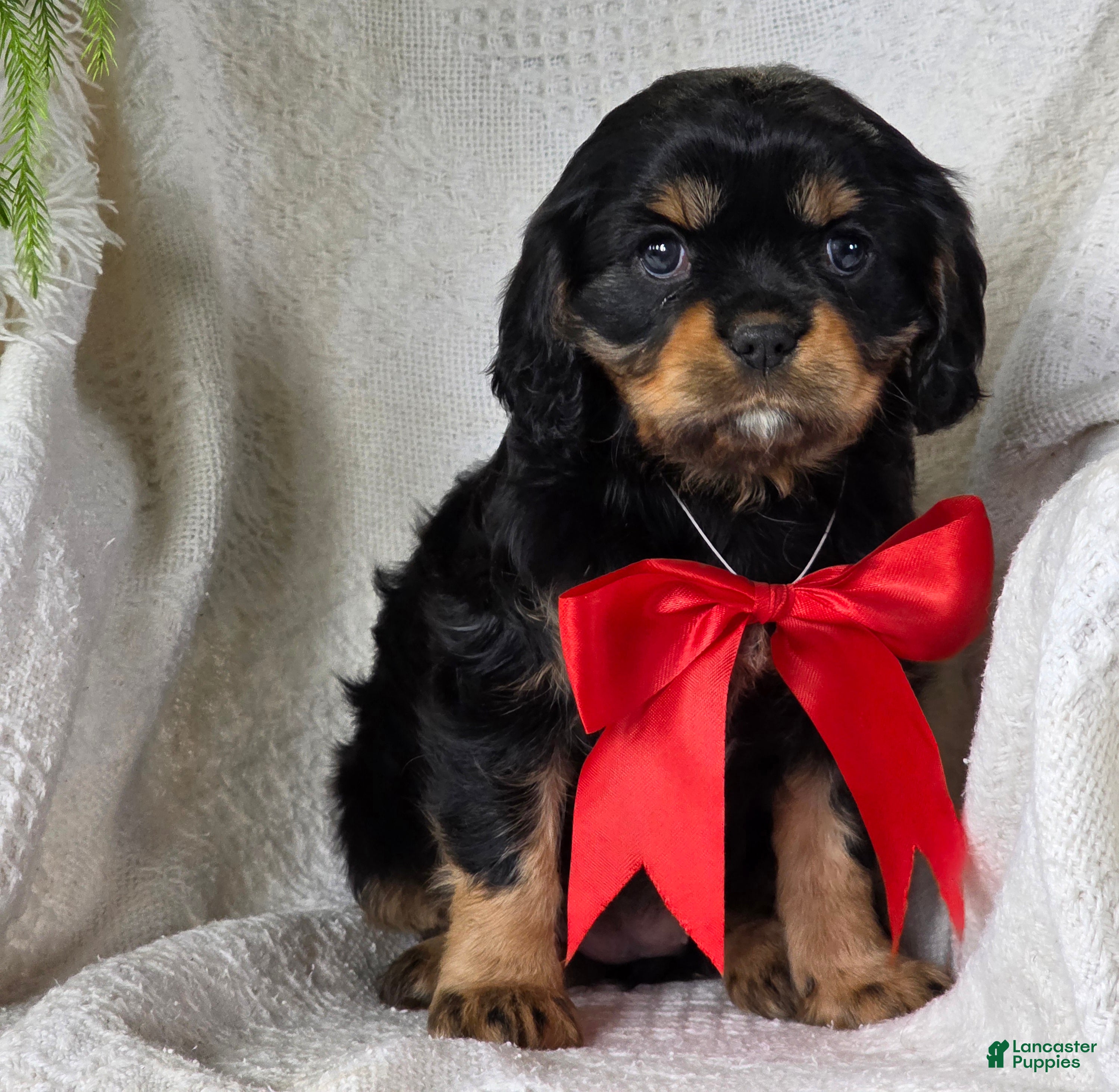 Cavalier King Charles Spaniel dogs Merry - Ad 39