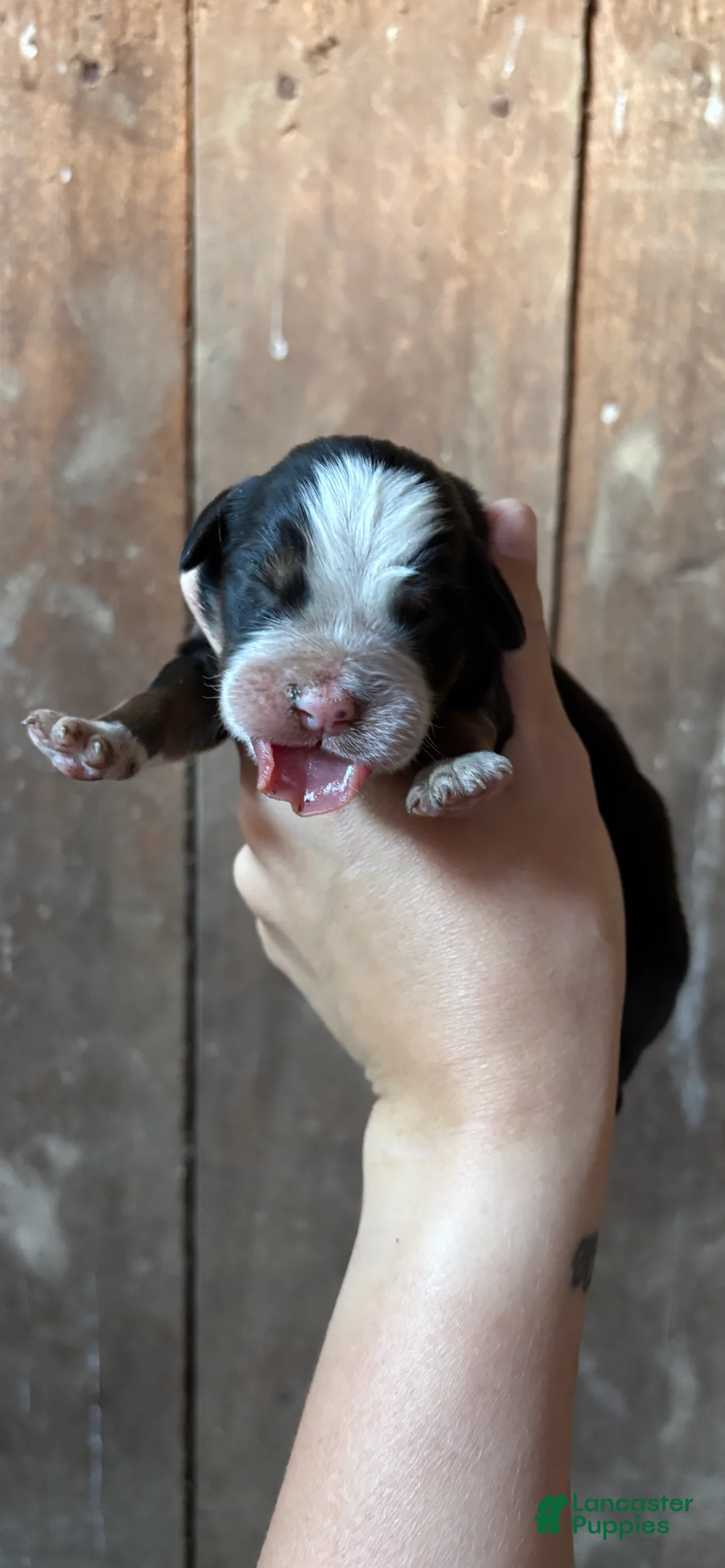 Bernese Mountain Dog dogs for sale: Bernese Mountain Dog f7 - Ad 1