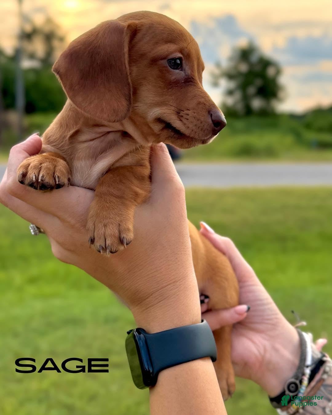 Dachshund dogs Sage - Ad 36