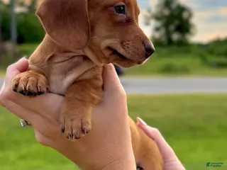 Dachshund dogs Sage - Ad 36