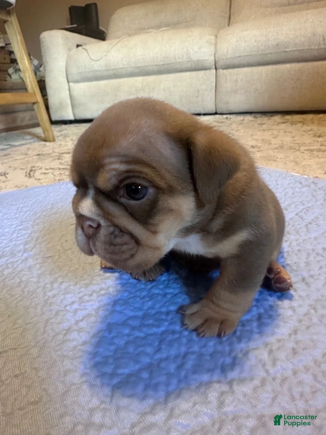 English Bulldog dogs for sale: Mocha - Ad 2
