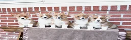 Welsh Corgi Pembroke dogs for sale: Lacey - Ad 5