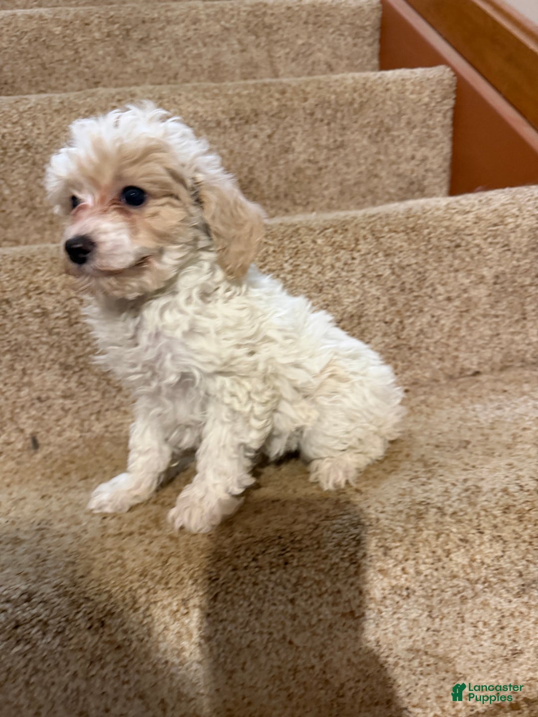 Miniature Poodle dogs for sale: Annie - Ad 3