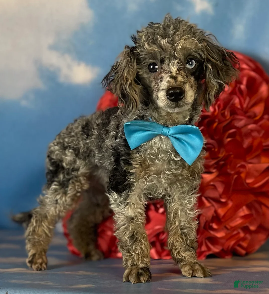 Shihpoo dogs for sale: Blue eyed Billy - Ad 5