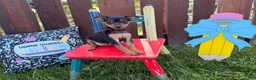 Miniature Pinscher dogs for sale: Martha  - Ad 3