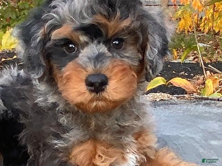 Mini Bernedoodle dogs - Ad 5