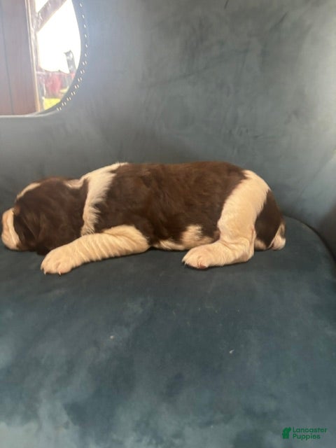English Springer Spaniel dogs Maya - Ad 2