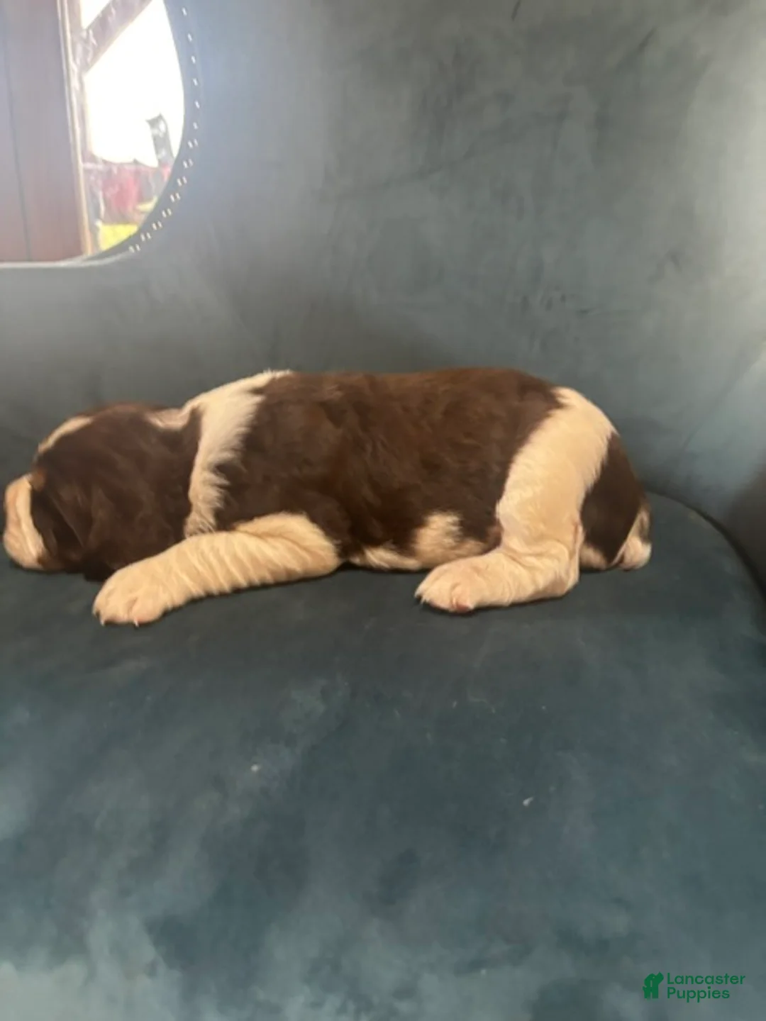 English Springer Spaniel dogs for sale: Maya - Ad 2