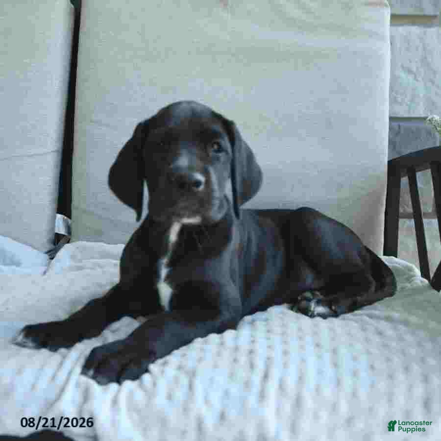Great Dane dogs Indie - Ad 1