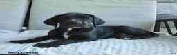 Great Dane dogs for sale: Indie - Ad 6