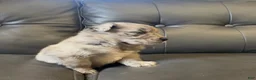 Australian Shepherd dogs for sale: Australian Shepherd 3 - Ad 5