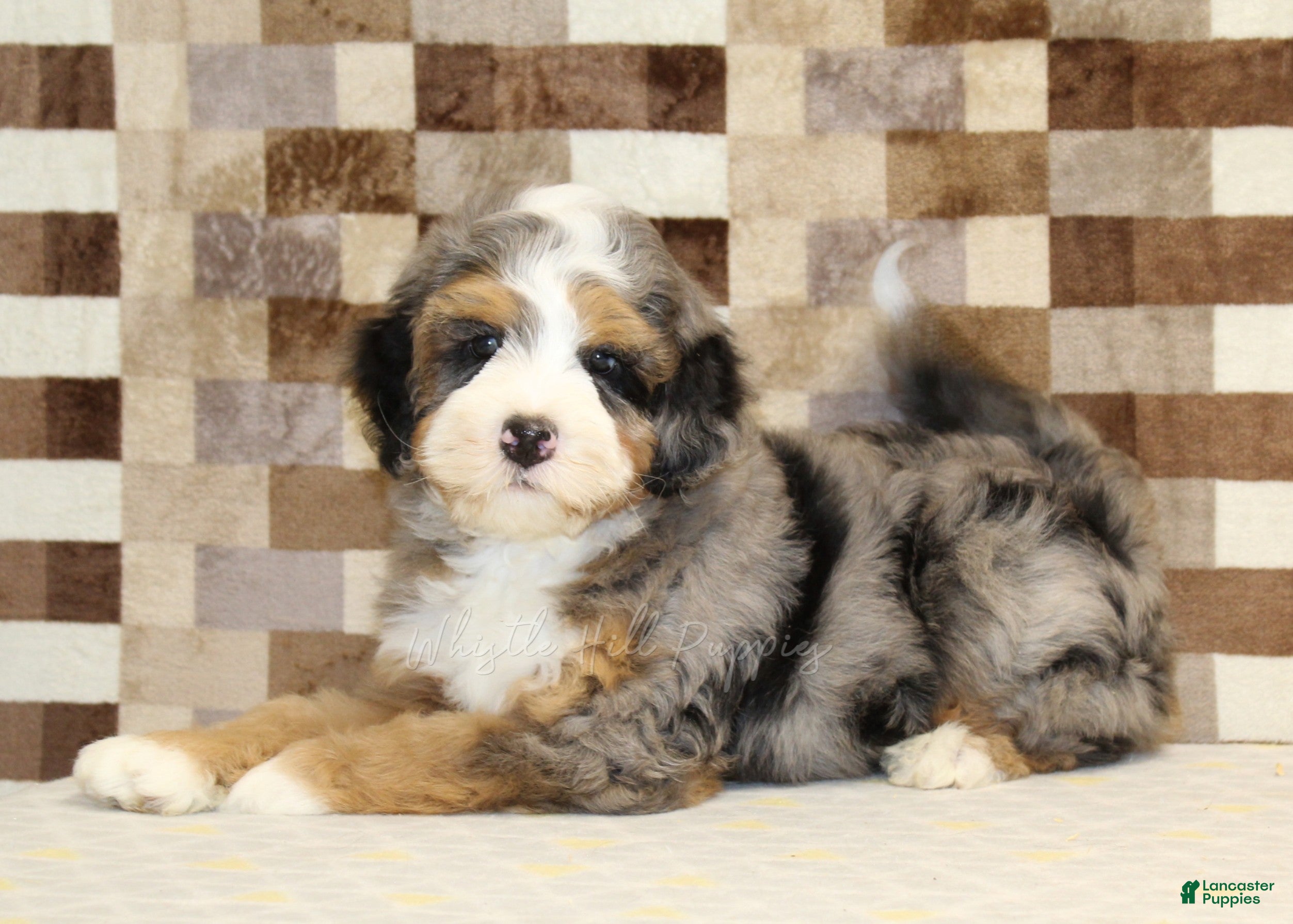 Mini Bernedoodle dogs Charlie - Ad 2